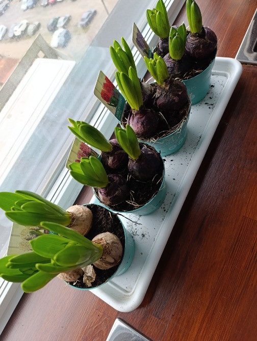 Гіацинти, живі квіти до свята ! Різноманітні кольори Київ - зображення 4