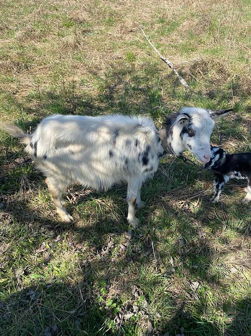 Продаю безрогіх дійних молодих коз Стрий - зображення 2