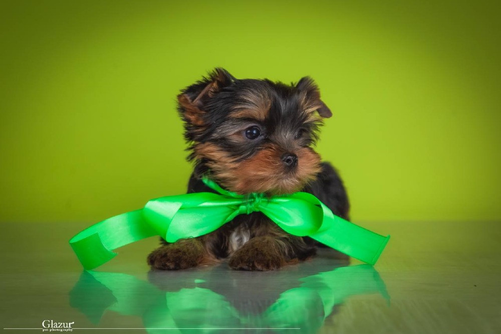 Найкрасивіша дівчинка йоркширського тер'єра Київ - зображення 2