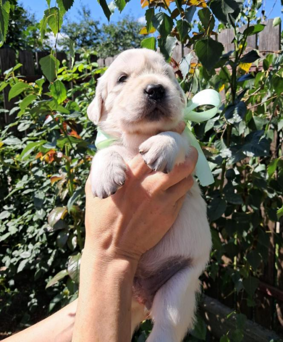 Золотистого ретрівера цуценята Bahur Львів - зображення 6