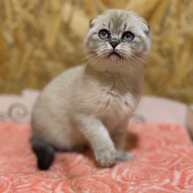 Шотландские котята с питомника Харків - зображення 1