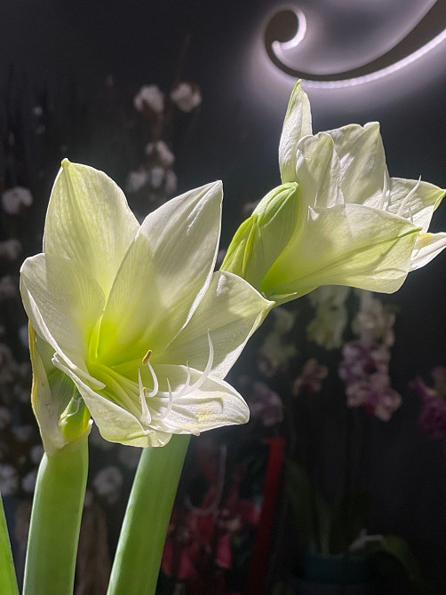 Купити, замовити квіти, букет Доставка Поділ Київ від Flower Love Київ - зображення 3