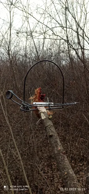 Капкан на куниць Ка 2, з педалью Київ - зображення 2