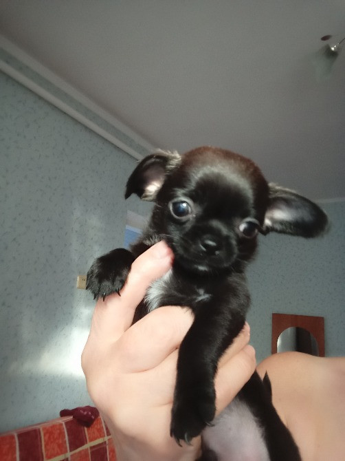 Продажа щенков породы чихуахуа, два мальчика и девочка Подільськ - зображення 5