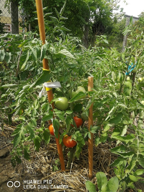 Гетероауксин Индолилуксусная к-та 98 Одеса - зображення 6