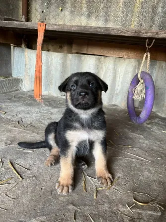 Продам цуценят Німецької вівчарки Полтава