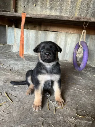 Продам цуценят Німецької вівчарки Полтава - изображение 6