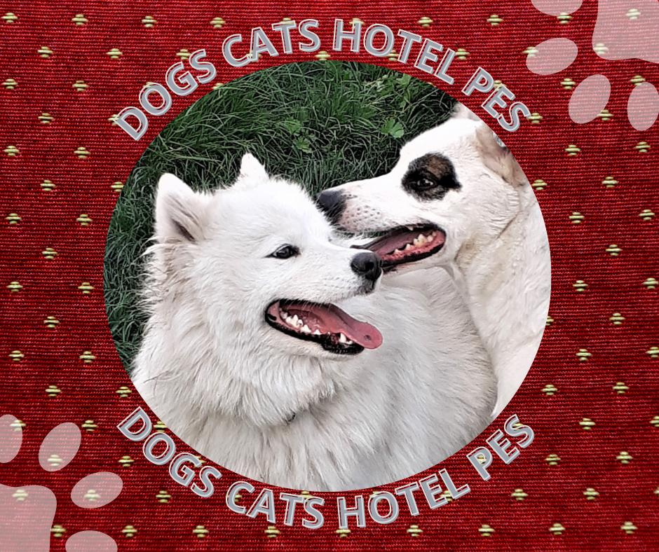 Гостиница Пес для собак - перетримка тварин у Київі, дім для собак Киев - изображение 4