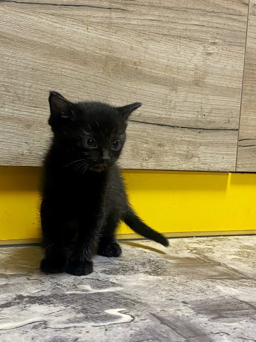 Віддам у добрі руки чарівних котиків Кропивницкий - изображение 2