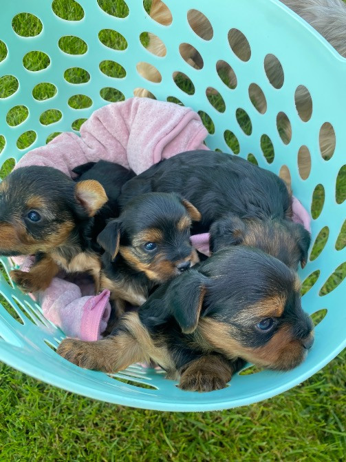 Цуценята - йорки Городок - зображення 5