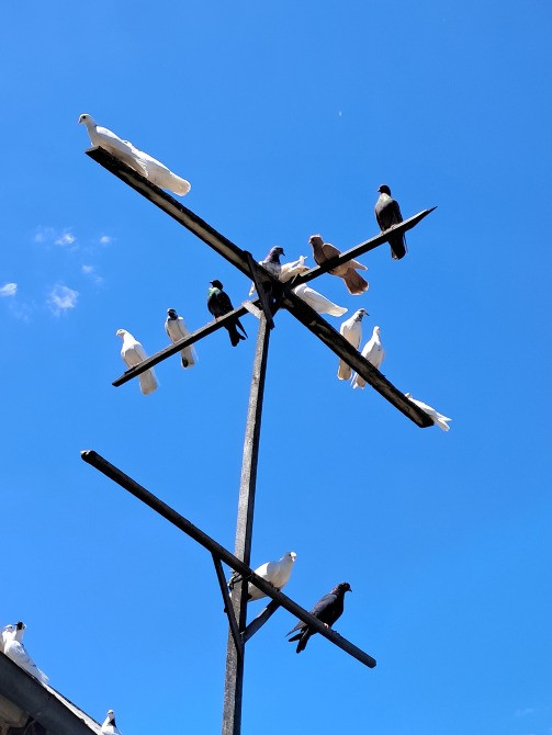 Продам голубів бойних порід Ромны - изображение 3