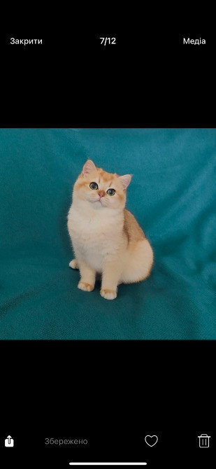 Золота британська шиншила окрас ny12 Львів - зображення 6