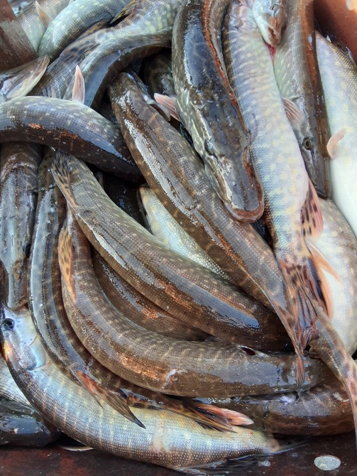 Зарибок білого амура, товстолоба, карася, щуки, судака, коропа. Достав Біла Церква - зображення 3