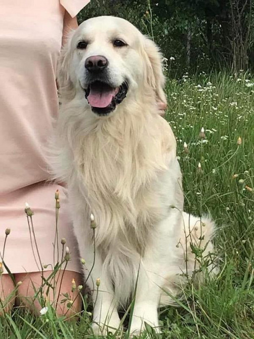 Элитные щенки золотистого ретривера – верные друзья и гордость вашей с Київ - зображення 8