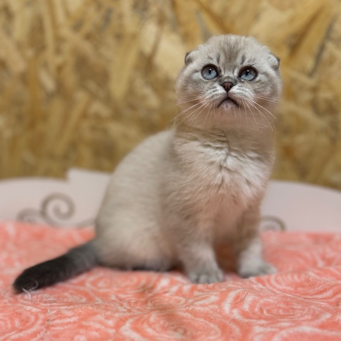 Шотландские котята с питомника Харків - зображення 2