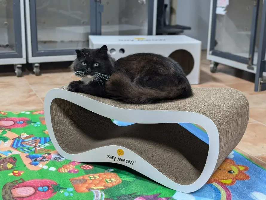 Котоготель у центрі Києва–турбота, комфорт і любов для вашого котика Киев - изображение 1