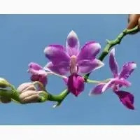 Гетероауксин Индолилуксусная к-та 98 Одеса - зображення 4