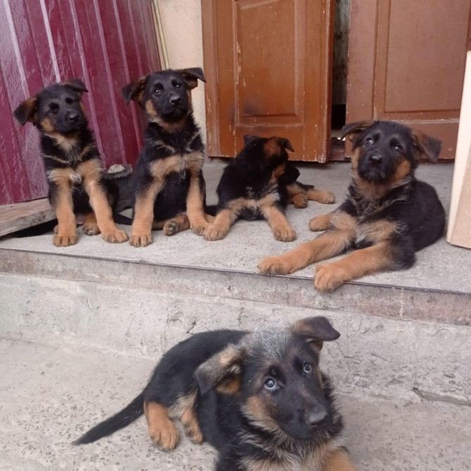 німецька вівчарка Львів - зображення 2