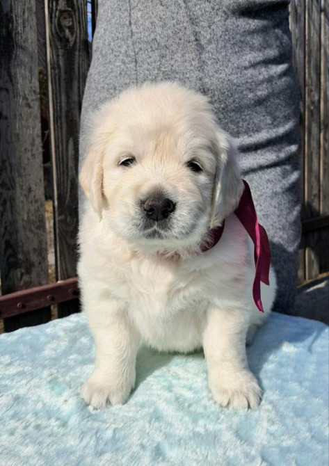 Элитные щенки золотистого ретривера – верные друзья и гордость вашей с Київ - зображення 1