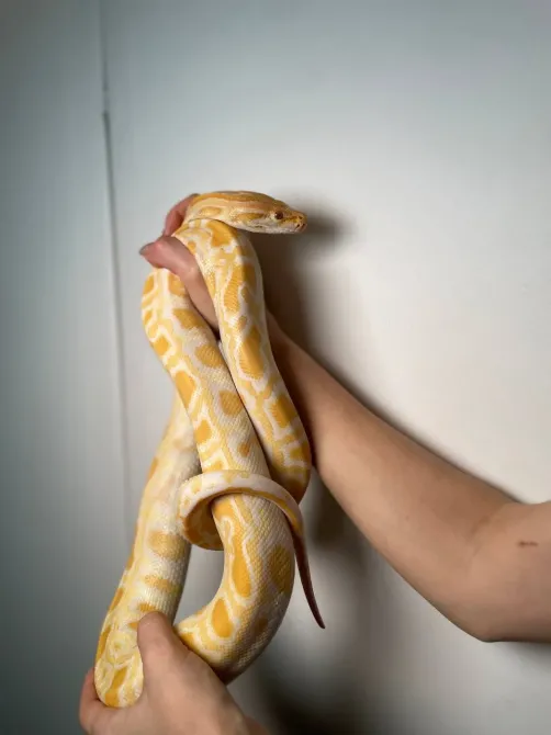 Тигровий пітон альбінос, неймовірна змія пітон підліток Київ - зображення 6
