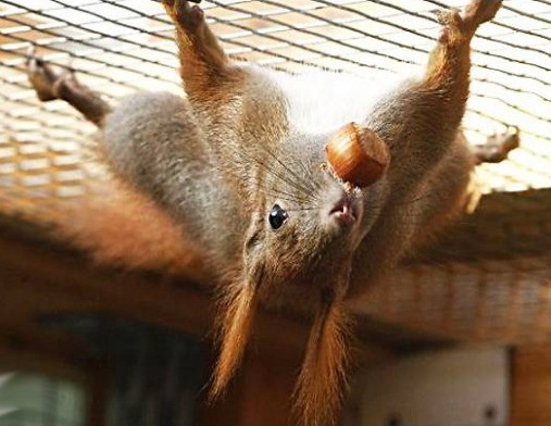 Белка купить в Киеве Київ - зображення 1