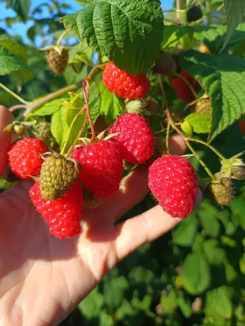 Саженцы малины ремонтантной Луцьк - зображення 4