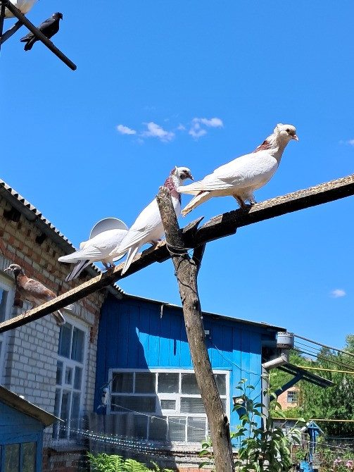 Продам голубів бойних порід Ромны - изображение 2