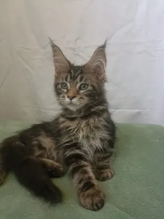 Котенок Мейн Кун девочка Днепр