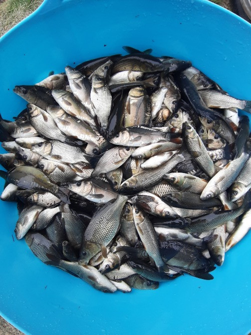 Зарибок білого амура, товстолоба, карася, щуки, судака, коропа. Достав Біла Церква - зображення 5