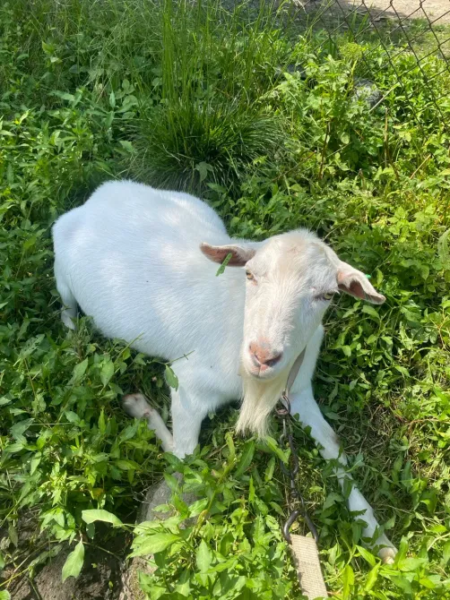 В'язка коз з племінним цапом Стрий - зображення 1