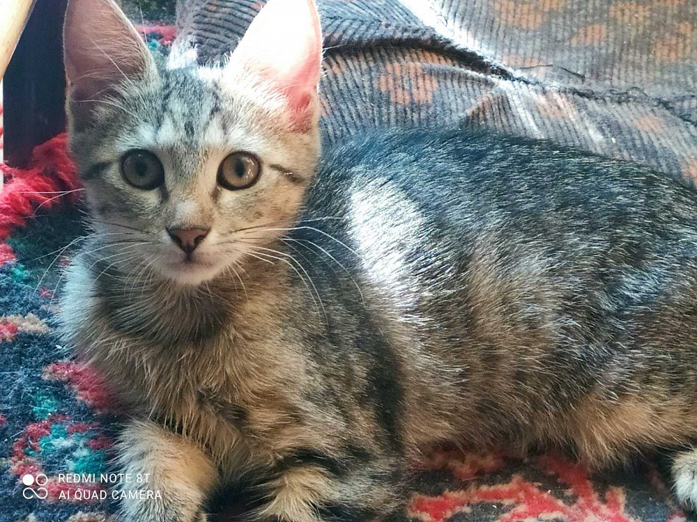 Отдам котят в хорошие руки Запоріжжя - зображення 2