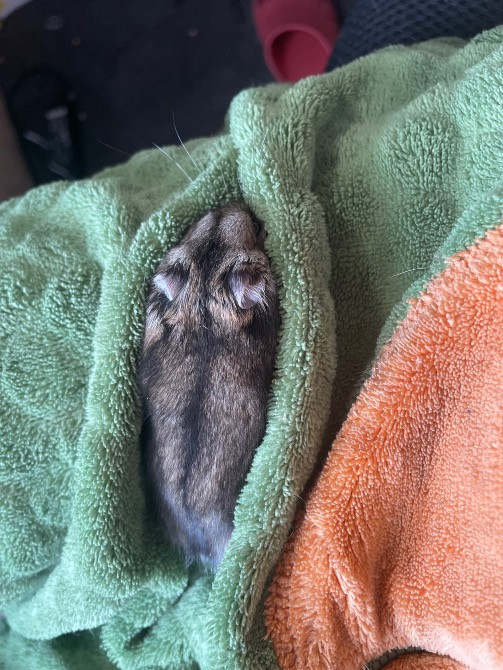 Джунгарска хомʼячиха Чернігів - зображення 3