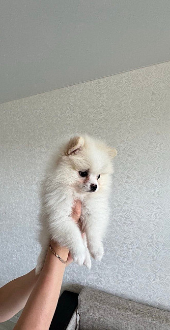 Продаж помаранський шпиц Кременчук - зображення 5