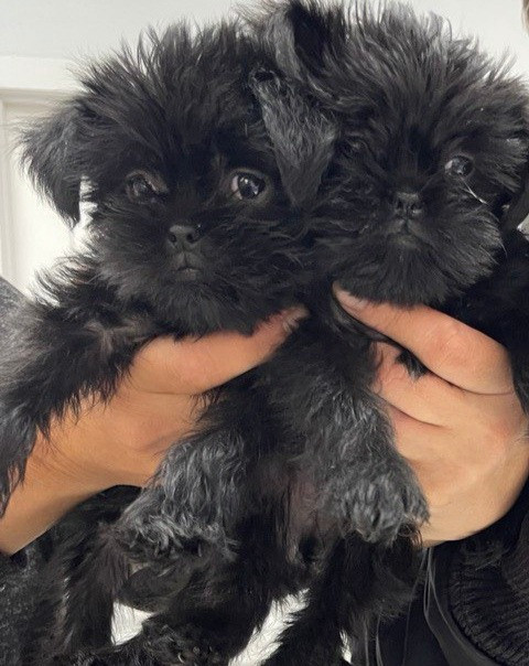 Щенки аффенпинчера очень редкой породы Дніпро - зображення 2