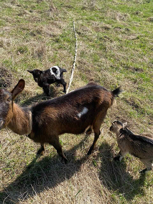 Коза безрога дійна Стрий - зображення 1