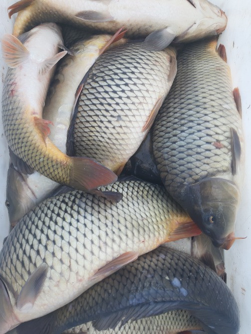 Зарибок білого амура, товстолоба, карася, щуки, судака, коропа. Достав Біла Церква - зображення 4