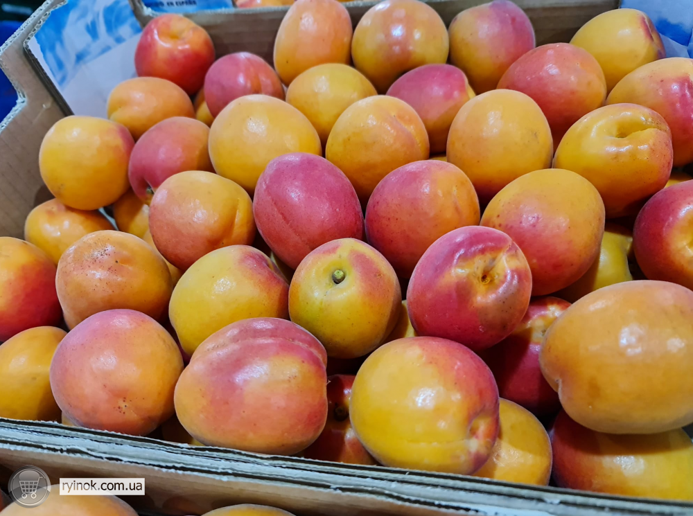 Продаємо абрикос Київ - зображення 1