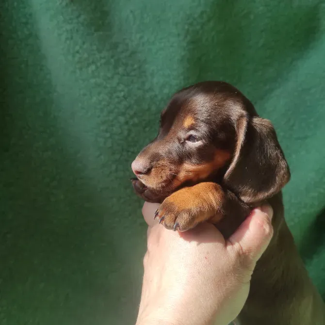 Такса мініатюрна Біла Церква - зображення 2