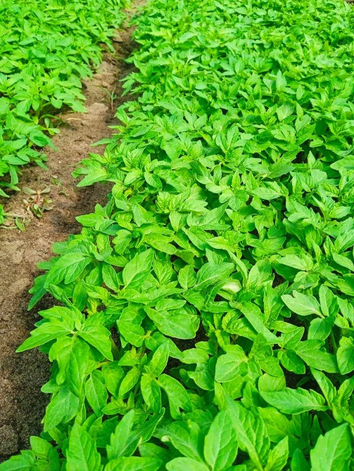 Продається розсада помідор оптом Вознесенськ - зображення 1