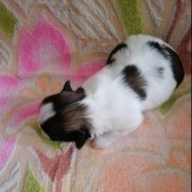 Ши-Тцу резерв, девочка Одеса - зображення 2