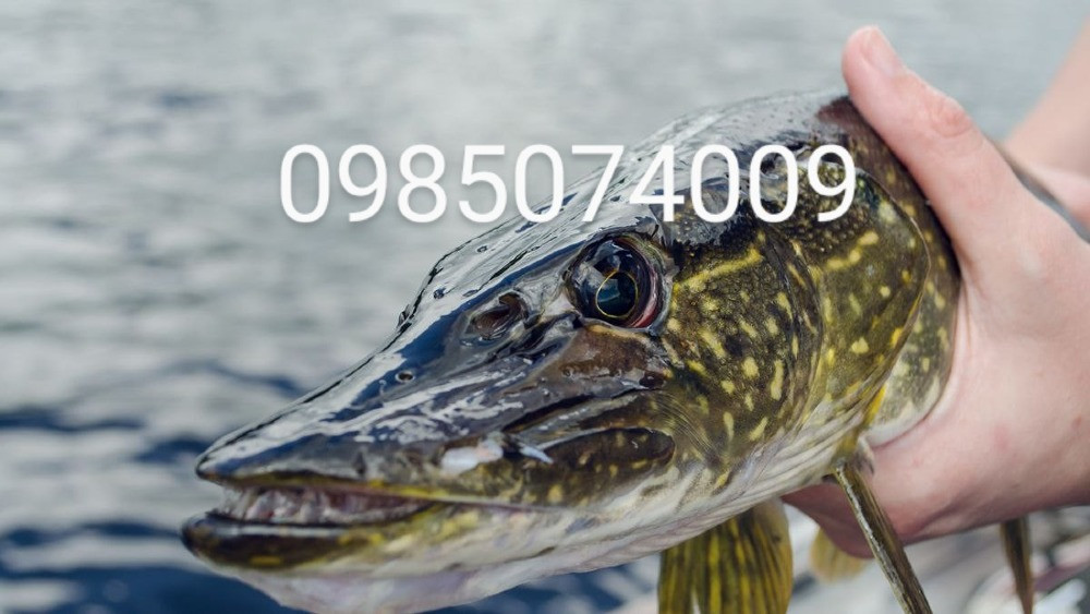 Зарибок карася, коропа, товстолоба, білого амура, судака, щуки Белая Церковь - изображение 5