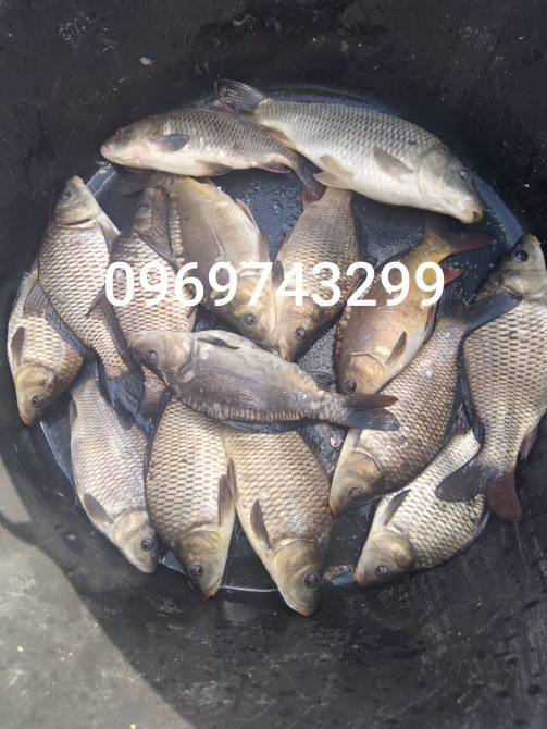 Зарибок щуки, коропа, товстолоба, карася, судака, білий амура, сома Біла Церква - зображення 4