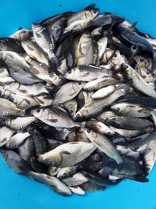 Зарибок судака, щуки, окуня, карася, коропа, товстолоба, білого амура Біла Церква - зображення 8