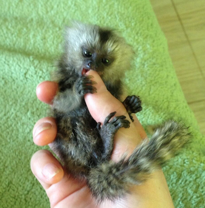 Ручная обезьяна игрунка обезьянка мармозетка Одеса - зображення 6