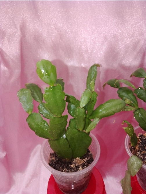 Шлюмбергеры рипсалидопсисы рождественики Кривий Ріг - зображення 5