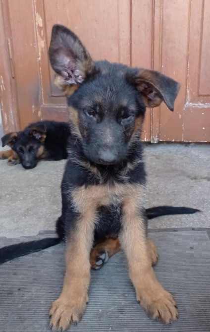 німецька вівчарка Львів - зображення 3