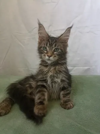 Котенок Мейн Кун девочка Днепр