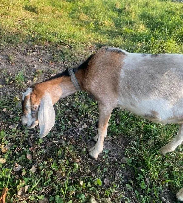 В'язка кіз англо-нубійським 100%цапом Стрий - зображення 2