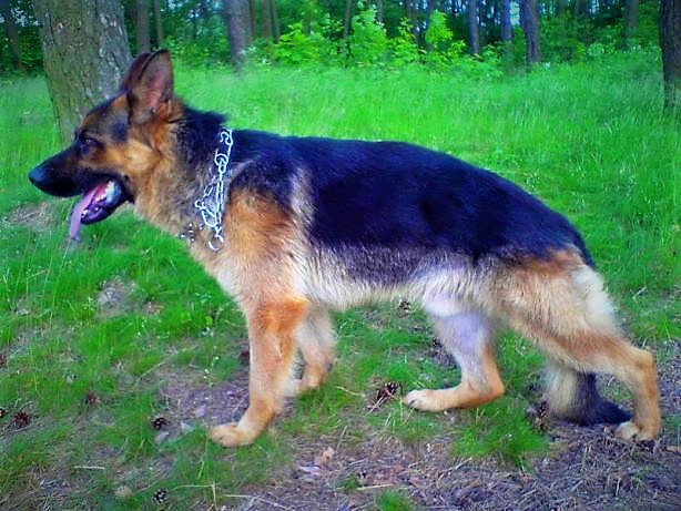 Породний, крупний кобельок Німецької Вівчарки від робочих батьків Львів - зображення 4