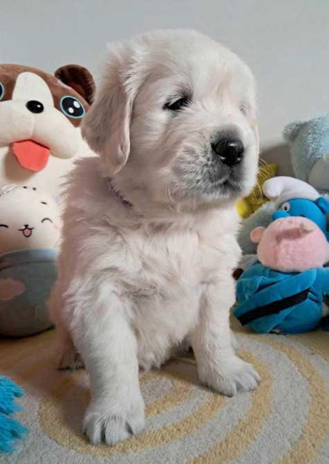 Элитные щенки золотистого ретривера – верные друзья и гордость вашей с Київ - зображення 6